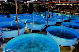 Fish Farming Business 1